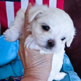 Ullr - White male Maltese puppy in Piscataway, New Jersey from Norma T.'s Maltese