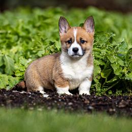 Pembroke Welsh Corgi Puppies from Goldstar Puppies