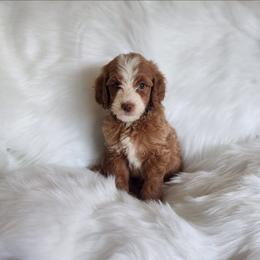 Mr Black - Apricot male Goldendoodle puppy in Cumming, Georgia from Chattahoochee Kennels