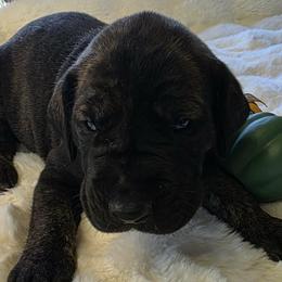 Mars - Brindle male Great Dane puppy in Albany, Oregon from Red Cloud Australian Shepherds and DeGray Great Danes & Bulldogs