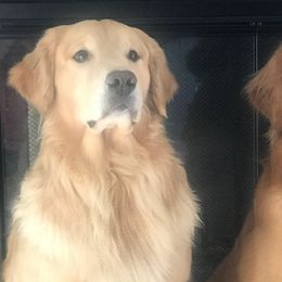 Golden Retrievers from Degisi Goldens