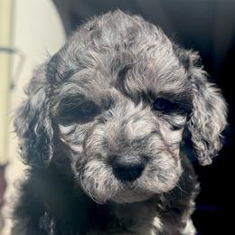Variolite - Merle female Goldendoodle puppy in Philadelphia, Pennsylvania from Jah’s Retrievers