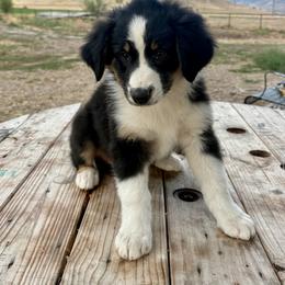 Breeze - Black tri-color female Australian Shepherd puppy in Preston, Idaho from KC Bar Ranch Aussies