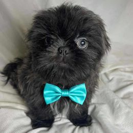 Denim - Blue male Shih Tzu puppy in Riverside, California from Be Dazzled Shihtzu