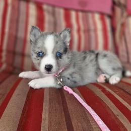 Echo - Merle female Pomsky puppy in Mc Callsburg, Iowa from SZ Rolling Acres LLC