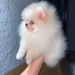 Pomeranian Puppies from Uniquepombabies