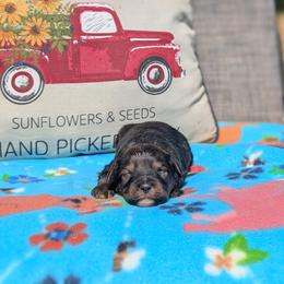 Murphy - Black male Bernedoodle puppy in Mc Ewen, Tennessee from Spencer's "lil" Cavapoos & Bernedoodles