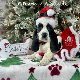 Glenda - Black and white female Basset Hound puppy in Dingess, West Virginia from Tuckers' Howling Hounds