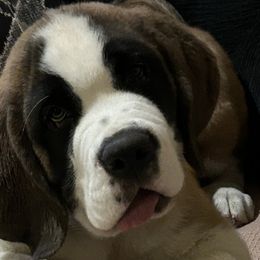 Saint Bernards from St Peter’s Gate Pups