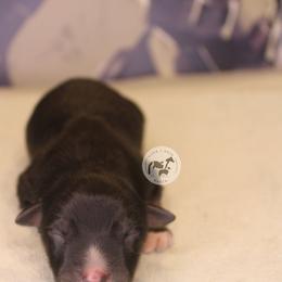 Boy 3 - Black tri-color male Australian Shepherd puppy in Colorado Springs, Colorado from Dawn 2 Dusk Ranch