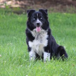 Australian Shepherd and Toy Australian Shepherd Puppies from Little Creek Ranch