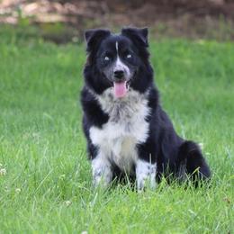 Australian Shepherd and Toy Australian Shepherd Puppies from Little Creek Ranch