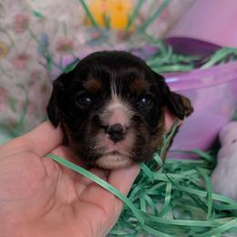 Winnie - Black and tan female Cavalier King Charles Spaniel puppy in Stilwell, Oklahoma from Love Bug Cavaliers