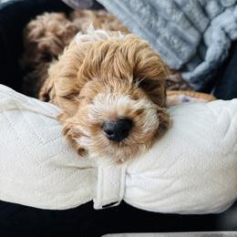 Cavapoo, Cockapoo, Goldendoodle, and Maltipoo Puppies from Perdue Puppies