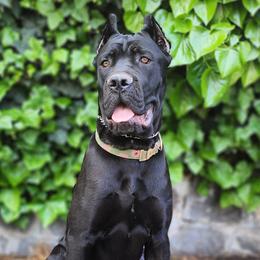 Sydney - Cane Corso