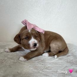 Honey - Red  female Goldendoodle puppy in Crothersville, Indiana from Wischmeier’s Doodles