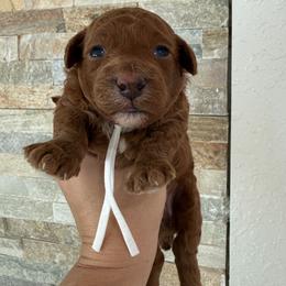 White collar puppy Male - Red  male Poodle puppy in Miami, Florida from Poodles 4 Life