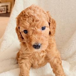 White Collar Boy - Red male Double Doodle puppy in Clarks Hill, South Carolina from Rosie’s Double Doodles