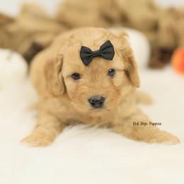 Black Collar Boy - Apricot male Cavapoo puppy in Republic, Missouri from Red Skye Puppies