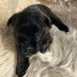 Ida - Red brindle female Cairn Terrier puppy in Pottersville, Missouri from Cairn Terriers of Heatherridge,LLC