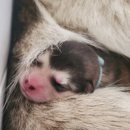 Mr Blue - Alaskan Malamute puppy from ArctiCircle Alaskan Malamutes