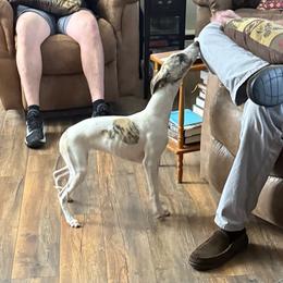 Millie - White and fawn brindle female Whippet puppy in Williamsport, Pennsylvania from Willowisp Whippets