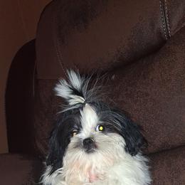 Rose - Black and white female Shih Tzu puppy in Birmingham, Alabama from K&D kennels