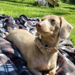 Medusa - Dachshund