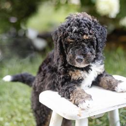 Oliver - Tri-color male Bernedoodle puppy in Columbus, Ohio from Darcy Lee's Designer Doodles