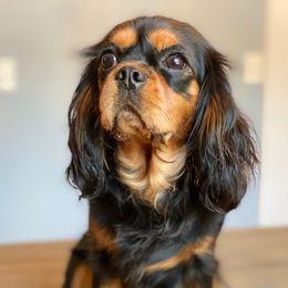 Izzy - Cavalier King Charles Spaniel