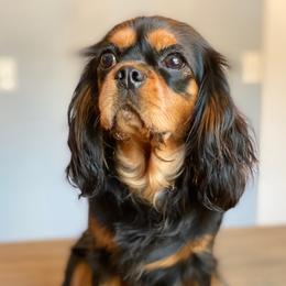 Izzy - Cavalier King Charles Spaniel