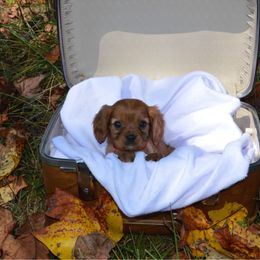 Rose - Ruby female Cavalier King Charles Spaniel puppy in Resaca, Georgia from Freeman's Royal Cavaliers