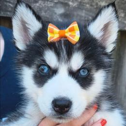 Calypso - Sable and white female Siberian Husky puppy in Richland, Mississippi from Feazell’s Siberian Huskies