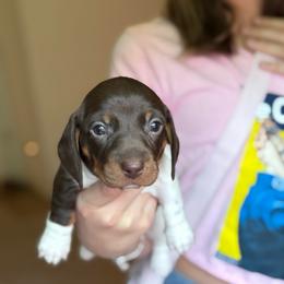 S'more - Chocolate and tan male Dachshund puppy in Corona, Ca Hemet, Ca Surpise, Arizona from Over The Moon Dachshunds