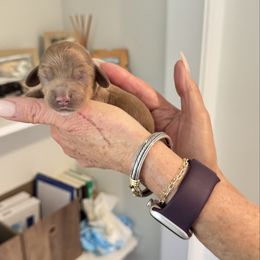 Baby 3 - Fawn male Dachshund puppy in Pittsboro, North Carolina from Hannau Doxies