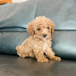 Cove - Apricot male Cavapoo puppy in Saint George, Utah from Fitzdoodles