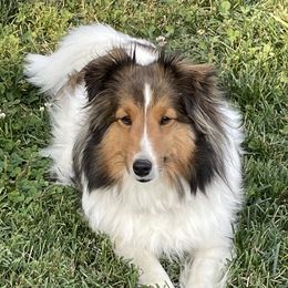 Pepita - Shetland Sheepdog
