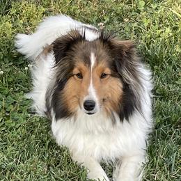 Pepita - Shetland Sheepdog