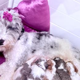 Mazie - Bernedoodle