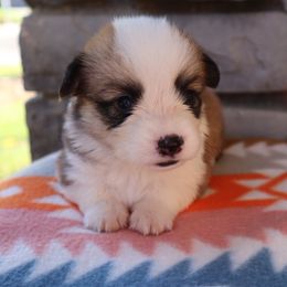 Male 2 Reeces - Sable male Pembroke Welsh Corgi puppy in Bakersfield, California from Kern River Corgis