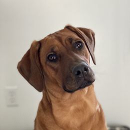 Salem - Rhodesian Ridgeback