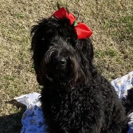 Poppy - Goldendoodle