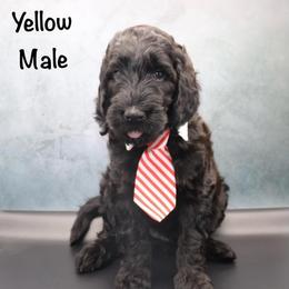 Yellow - Black male Goldendoodle puppy in Maryville, Tennessee from Twin City Doodles
