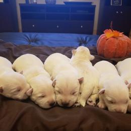 West Highland White Terrier Puppies from San Diego Westies