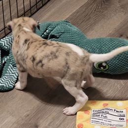 Boy 1 - Fawn brindle Whippet puppy in Michigan from Clarriott Whippets