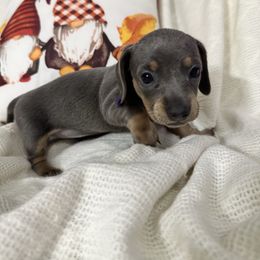 Polly - Blue and tan female Dachshund puppy in Tulsa County, Oklahoma from Willow Creek Miniature Dachshunds