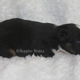 Aussiedoodle, Miniature Australian Shepherd, and Toy Australian Shepherd Puppies from Sapphire Stables