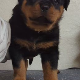Rottweiler Puppies from Galaxia Rottweilers