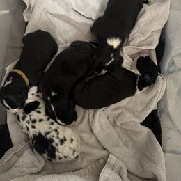 Great Dane Puppies from Gresko Danes