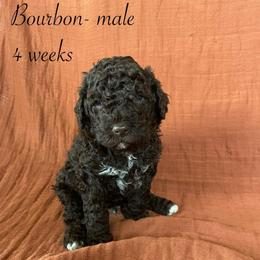 Bourbon - Brown male Lagotto Romagnolo puppy in Minster, Ohio from 1880 Lagotto